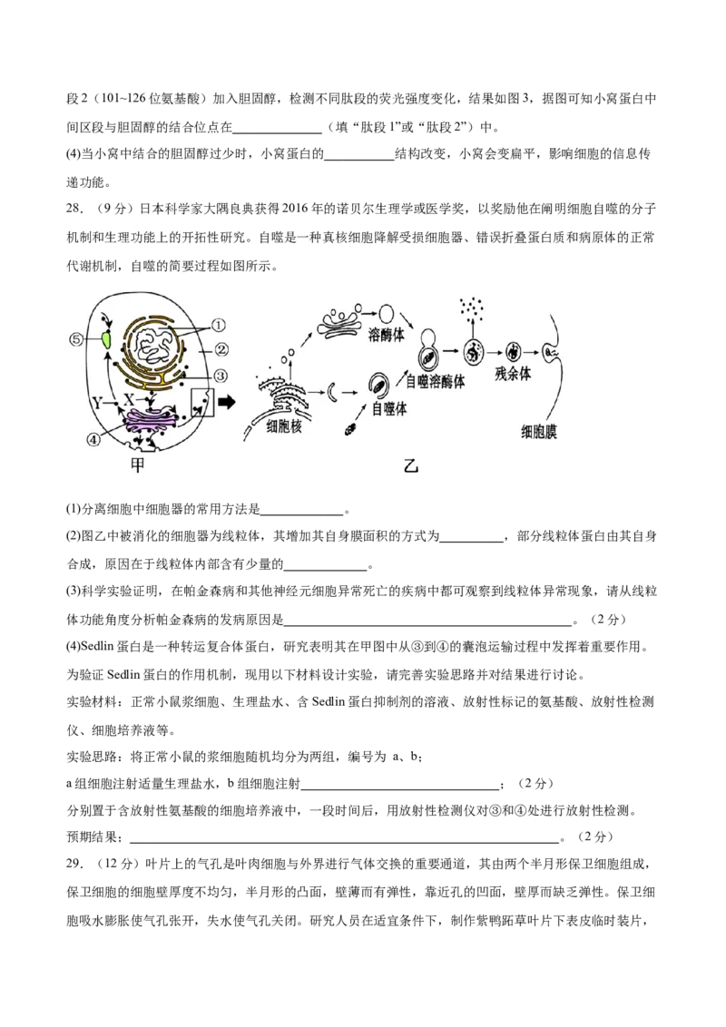 单元检测卷02细胞的结构、功能和物质运输（原卷版）_2025年新高考资料_一轮复习_2025年高考生物一轮复习考点通关卷（新高考通用）