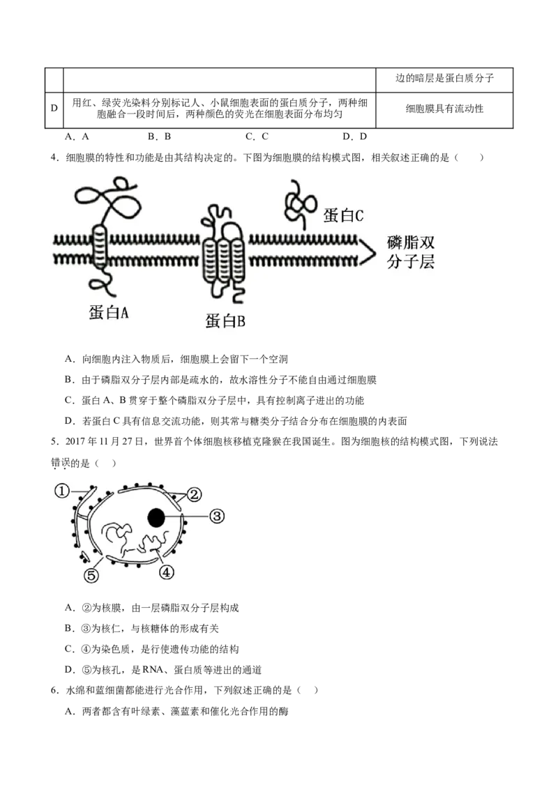 单元检测卷02细胞的结构、功能和物质运输（原卷版）_2025年新高考资料_一轮复习_2025年高考生物一轮复习考点通关卷（新高考通用）