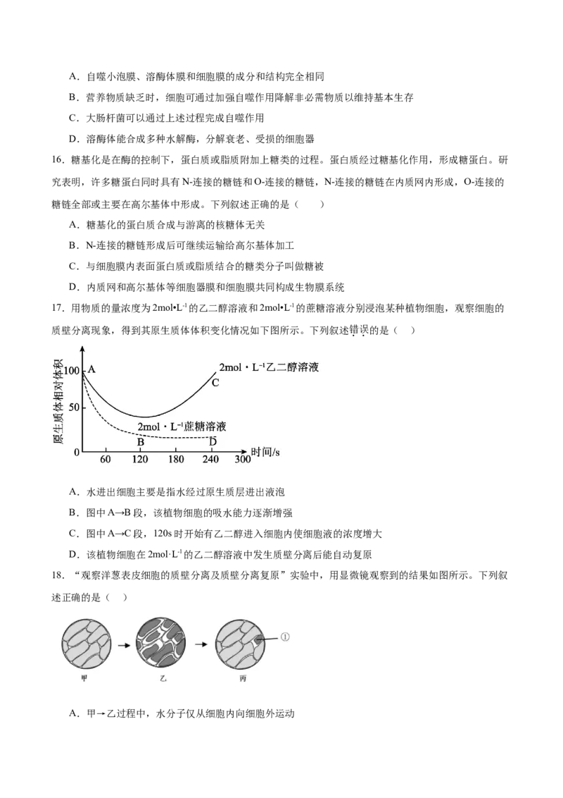 单元检测卷02细胞的结构、功能和物质运输（原卷版）_2025年新高考资料_一轮复习_2025年高考生物一轮复习考点通关卷（新高考通用）