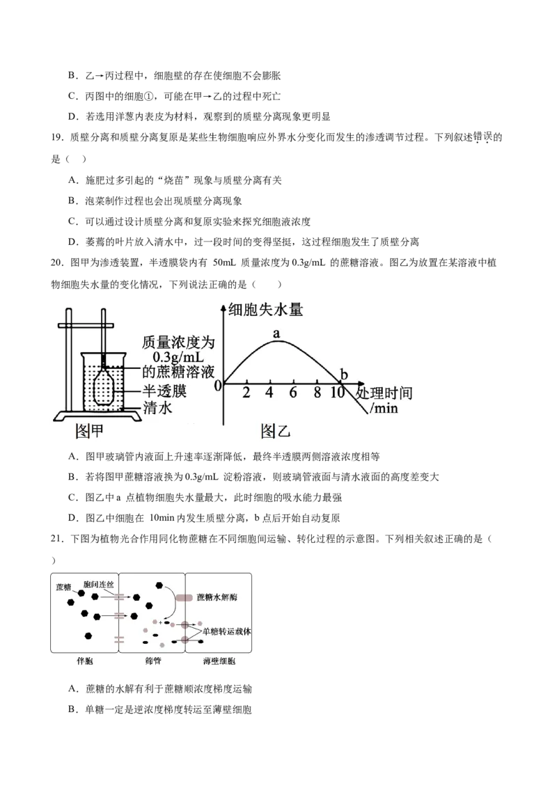 单元检测卷02细胞的结构、功能和物质运输（原卷版）_2025年新高考资料_一轮复习_2025年高考生物一轮复习考点通关卷（新高考通用）