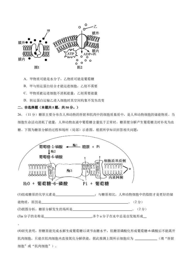 单元检测卷02细胞的结构、功能和物质运输（原卷版）_2025年新高考资料_一轮复习_2025年高考生物一轮复习考点通关卷（新高考通用）