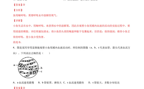 探究题05观察小鱼尾鳍内血液的流动-七年级生物下册教材实验探究必刷题（人教版）（解析版）_初中全科电子版试卷练习试题_生物_生物人教版7下练习