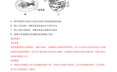 探究题05观察小鱼尾鳍内血液的流动-七年级生物下册教材实验探究必刷题（人教版）（解析版）_初中全科电子版试卷练习试题_生物_生物人教版7下练习