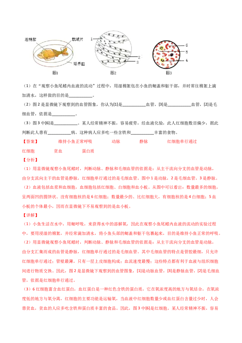 探究题05观察小鱼尾鳍内血液的流动-七年级生物下册教材实验探究必刷题（人教版）（解析版）_初中全科电子版试卷练习试题_生物_生物人教版7下练习