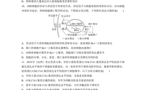 二轮专题强化练　训练3　细胞的生命历程_通用版（老高考）复习资料_2023年复习资料_二轮复习_2023年高考生物二轮复习讲义+课件（全国版）_2023年高考生物二轮复习讲义（全国版）_学生版