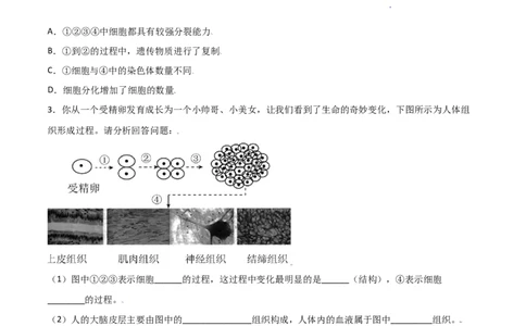 必考点11动物体的结构层次-（人教版）（原卷版）_初中全科电子版试卷练习试题_生物_生物人教版7上练习&mdash;24新版已更新_人教生物7年级上专项练习28份