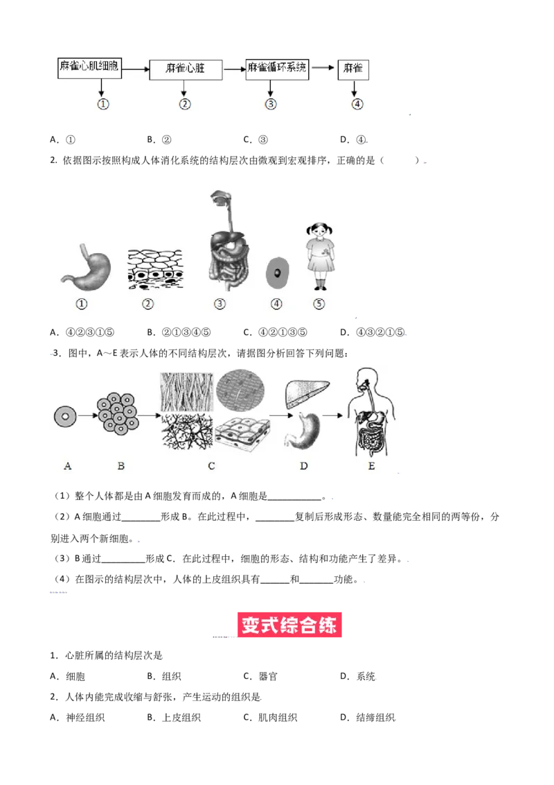 必考点11动物体的结构层次-（人教版）（原卷版）_初中全科电子版试卷练习试题_生物_生物人教版7上练习&mdash;24新版已更新_人教生物7年级上专项练习28份