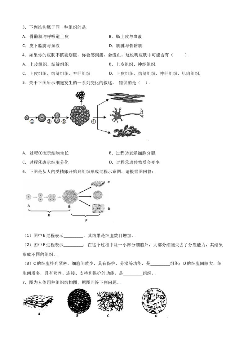 必考点11动物体的结构层次-（人教版）（原卷版）_初中全科电子版试卷练习试题_生物_生物人教版7上练习&mdash;24新版已更新_人教生物7年级上专项练习28份