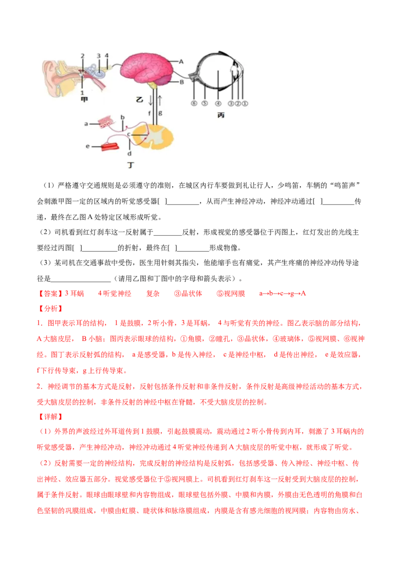 期末押题02-（人教版）（解析版）_初中全科电子版试卷练习试题_生物_生物人教版7下练习_人教生物7年级下期末试卷11份