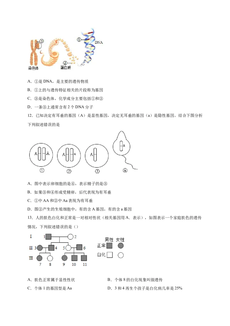 第二单元生物的遗传与变异（选拔卷）-单元测试（人教版）（原卷版）_初中全科电子版试卷练习试题_生物_生物8下练习_人教生物8年级下单元试卷38份