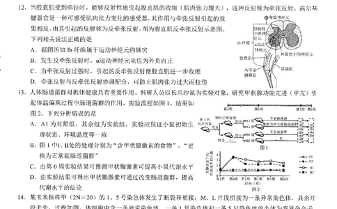 2026年普通高等学校招生全国统一考试康德调研（五）生物+答案_2024-2026高三（6-6月题库）_2026年04月高三试卷_260426重庆市2026年普通高等学校招生全国统一考试康德调研（五）（全科）