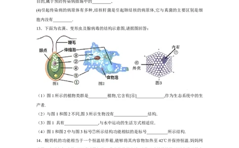 第四章细菌和真菌过关测试-（人教版）（解析版）_初中全科电子版试卷练习试题_生物_生物8上练习_人教生物8年级上单元试卷48份