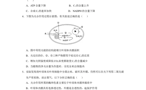 原创2021届小题必练6光合作用、光合作用与细胞呼吸的关系学生版_通用版（老高考）复习资料_2023年复习资料_专项复习_2023《微专题&middot;小练习》&middot;生物_模拟题_2021届小题优练-生物