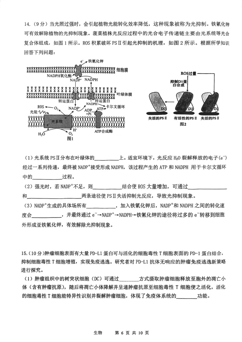12校联考2026高三一模生物试卷_2024-2026高三（6-6月题库）_2026年04月高三试卷_260402天津市十二区重点学校2025&mdash;2026学年高三下学期毕业联考（一）（全科）