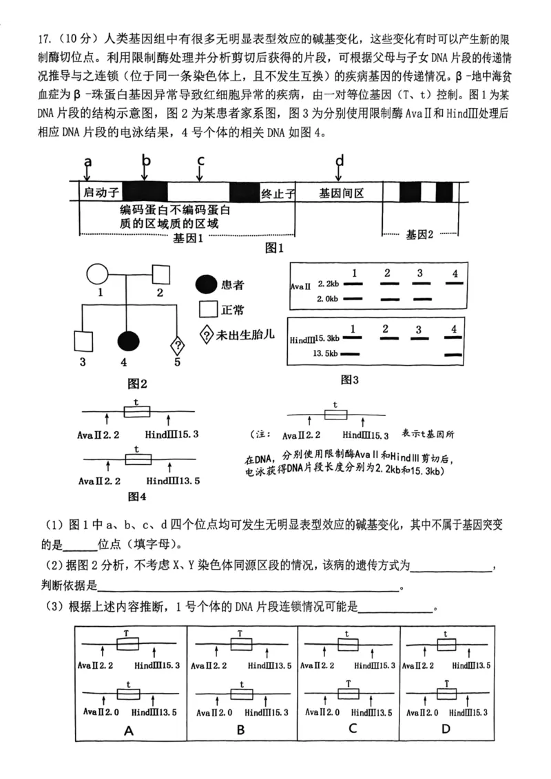 12校联考2026高三一模生物试卷_2024-2026高三（6-6月题库）_2026年04月高三试卷_260402天津市十二区重点学校2025&mdash;2026学年高三下学期毕业联考（一）（全科）