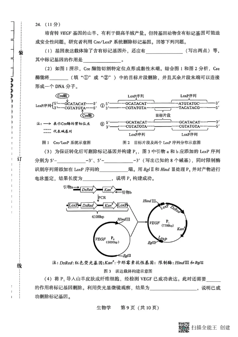 2026年沈阳二模生物试题_2024-2026高三（6-6月题库）_2026年04月高三试卷_260411辽宁省沈阳市2026年高三下学期教学质量监测（二）（全科）