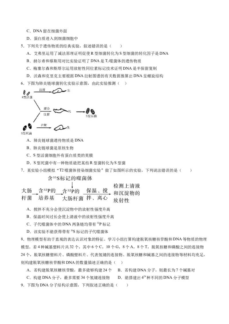单元检测卷06遗传的物质基础（原卷版）_2025年新高考资料_一轮复习_2025年高考生物一轮复习考点通关卷（新高考通用）