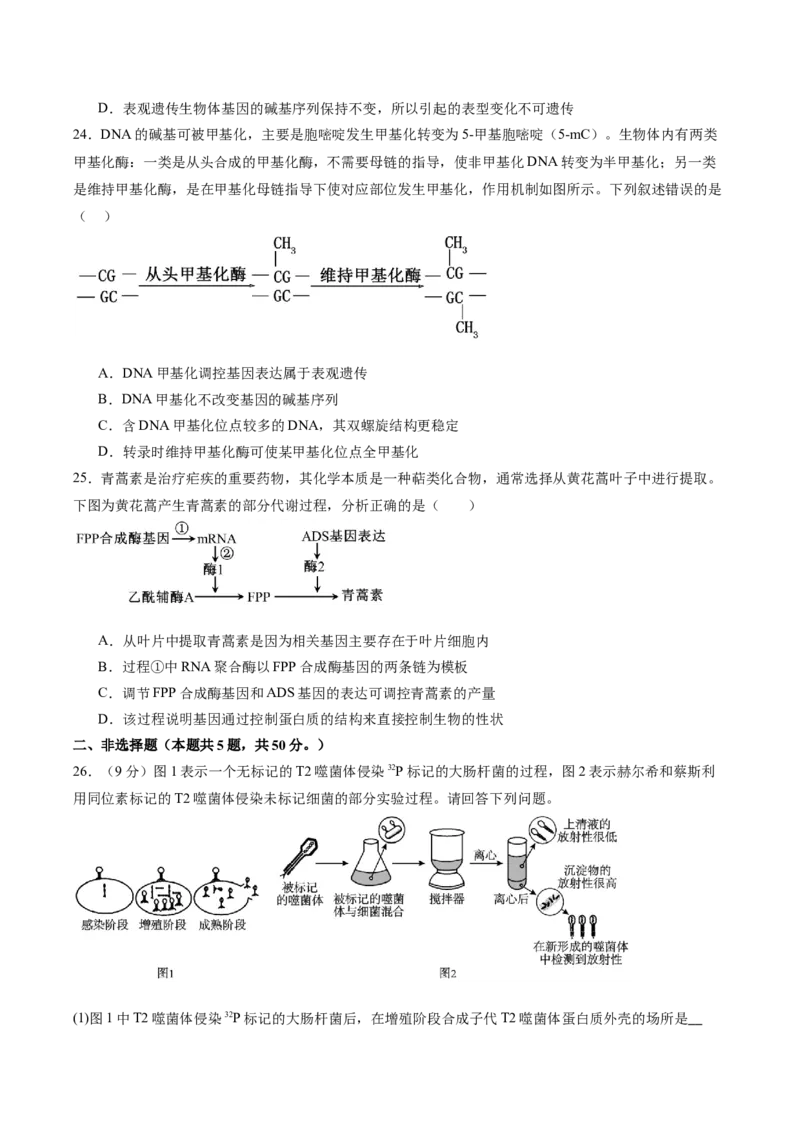 单元检测卷06遗传的物质基础（原卷版）_2025年新高考资料_一轮复习_2025年高考生物一轮复习考点通关卷（新高考通用）
