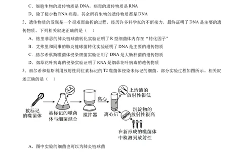 单元检测卷06遗传的物质基础（原卷版）_2025年新高考资料_一轮复习_2025年高考生物一轮复习考点通关卷（新高考通用）
