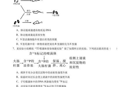 单元检测卷06遗传的物质基础（原卷版）_2025年新高考资料_一轮复习_2025年高考生物一轮复习考点通关卷（新高考通用）
