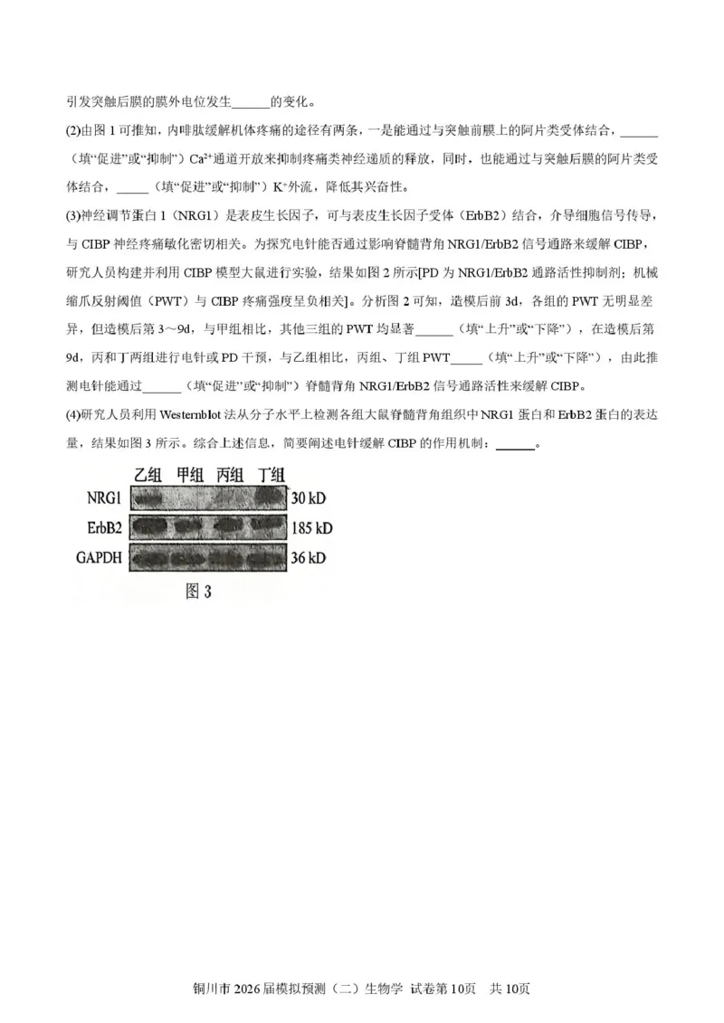 2026届陕西省铜川市高三第二次模拟考试生物试题（含答案）_2024-2026高三（6-6月题库）_2026年03月高三试卷_260318陕西铜川2026届高三模拟预测（二）（全科）