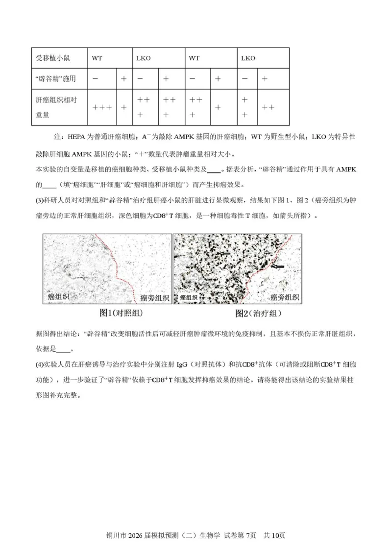 2026届陕西省铜川市高三第二次模拟考试生物试题（含答案）_2024-2026高三（6-6月题库）_2026年03月高三试卷_260318陕西铜川2026届高三模拟预测（二）（全科）