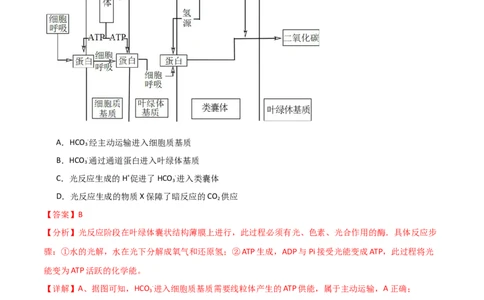 单元检测卷03细胞的能量供应和利用（解析版）_新高考复习资料_2024年新高考复习资料_一轮复习资料_完2024年高考生物一轮复习考点通关卷（新高考）