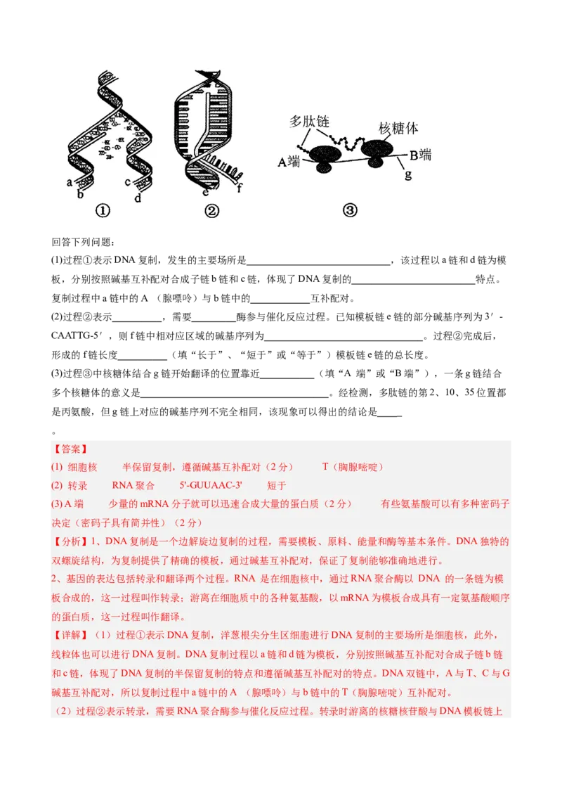 单元检测卷06遗传的物质基础（解析版）_2025年新高考资料_一轮复习_2025年高考生物一轮复习考点通关卷（新高考通用）