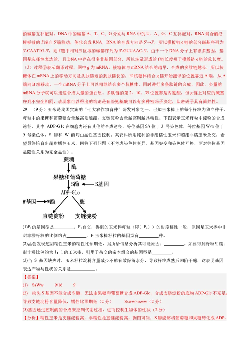 单元检测卷06遗传的物质基础（解析版）_2025年新高考资料_一轮复习_2025年高考生物一轮复习考点通关卷（新高考通用）