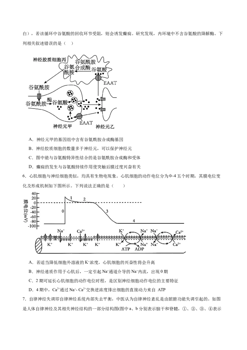 单元检测卷08稳态与调节（原卷版）_2025年新高考资料_一轮复习_2025年高考生物一轮复习考点通关卷（新高考通用）
