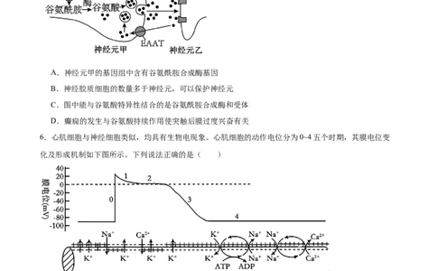 单元检测卷08稳态与调节（原卷版）_2025年新高考资料_一轮复习_2025年高考生物一轮复习考点通关卷（新高考通用）