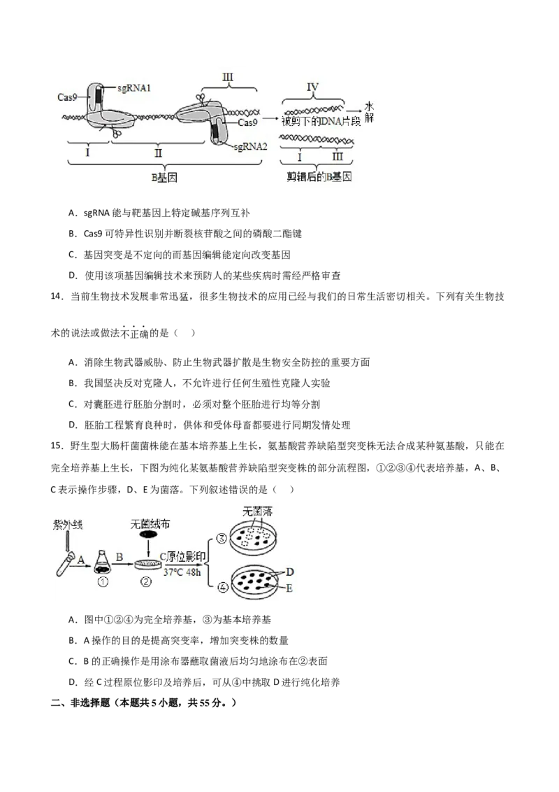 单元检测卷10生物技术与工程（原卷版）_新高考复习资料_2024年新高考复习资料_一轮复习资料_完2024年高考生物一轮复习考点通关卷（新高考）_单元检测卷10生物技术与工程