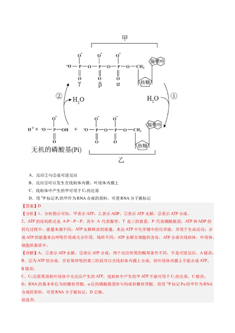单元检测卷03细胞的能量供应和利用（解析版）_2025年新高考资料_一轮复习_2025年高考生物一轮复习考点通关卷（新高考通用）