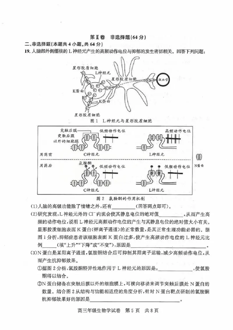 2026届武昌区高三元调生物试卷_2024-2026高三（6-6月题库）_2026年02月高三试卷_260201湖北省2026届武汉市武昌区元月高三期末考试（全科）