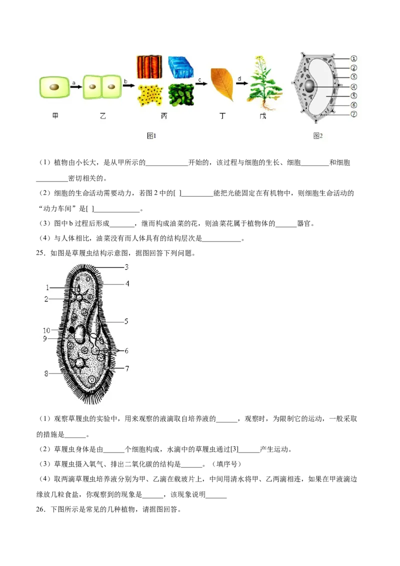 题型03（识图题）-（人教版）（原卷版）_初中全科电子版试卷练习试题_生物_生物人教版7上练习&mdash;24新版已更新_人教生物7年级上专项练习28份