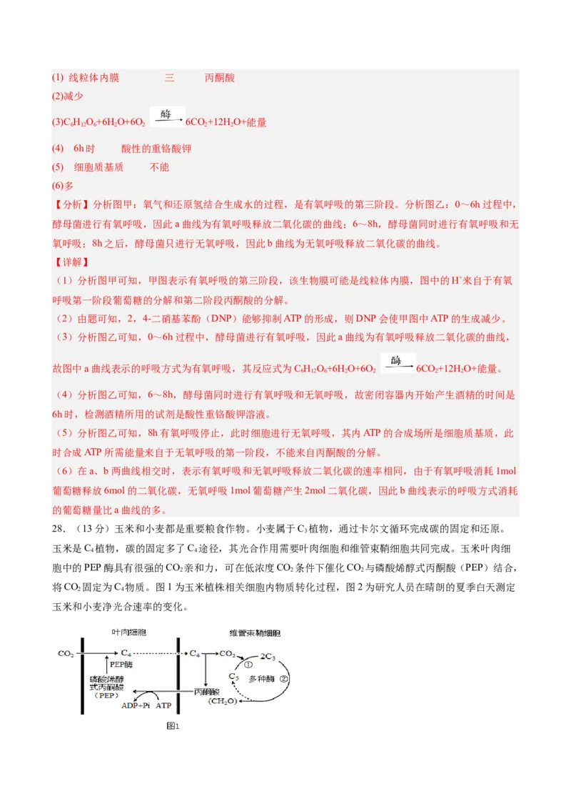 单元检测卷03细胞的能量供应和利用（解析版）_新高考复习资料_2025年新高考资料_2025年高考生物一轮复习考点通关卷（新高考通用）