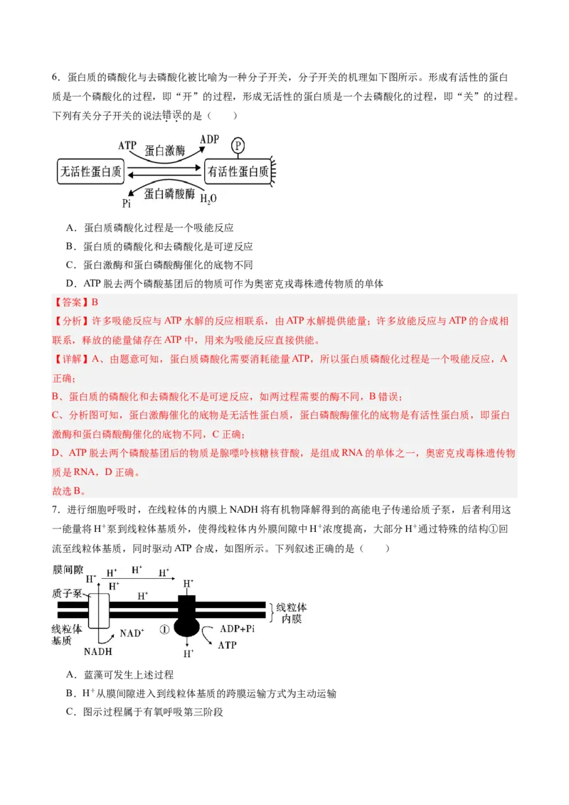 单元检测卷03细胞的能量供应和利用（解析版）_新高考复习资料_2025年新高考资料_2025年高考生物一轮复习考点通关卷（新高考通用）