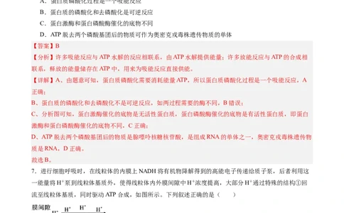 单元检测卷03细胞的能量供应和利用（解析版）_新高考复习资料_2025年新高考资料_2025年高考生物一轮复习考点通关卷（新高考通用）