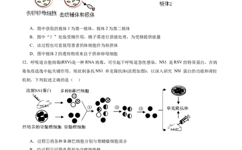 单元检测卷10生物技术与工程（原卷版）_2025年新高考资料_一轮复习_2025年高考生物一轮复习考点通关卷（新高考通用）
