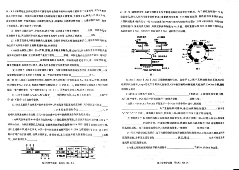 2026年信阳市高中毕业年级第二次质量检测（四模）生物_2024-2026高三（6-6月题库）_2026年04月高三试卷_260425河南省五市二模2026年高中毕业年级第二次质量检测（全科）