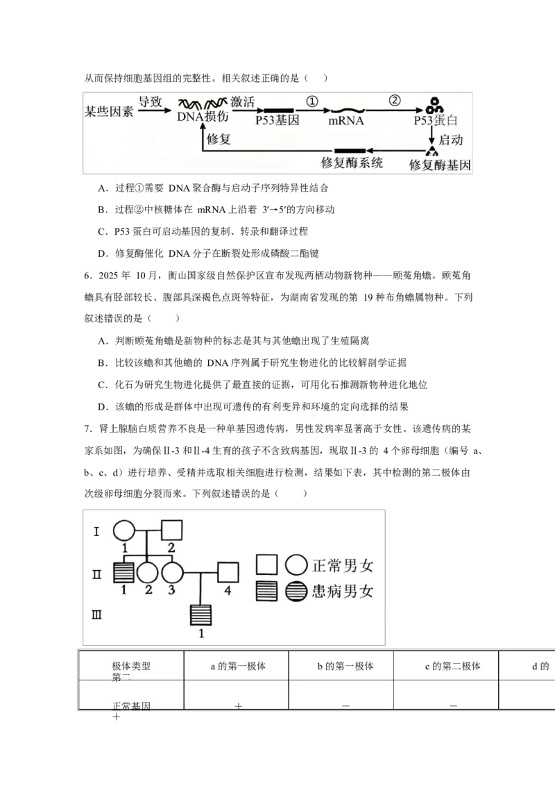 2025-2026学年度高三年级下学期综合素质评价三生物试卷_2024-2026高三（6-6月题库）_2026年04月高三试卷_260407河北省衡水中学2025-2026学年高三年级下学期综合素质评价三