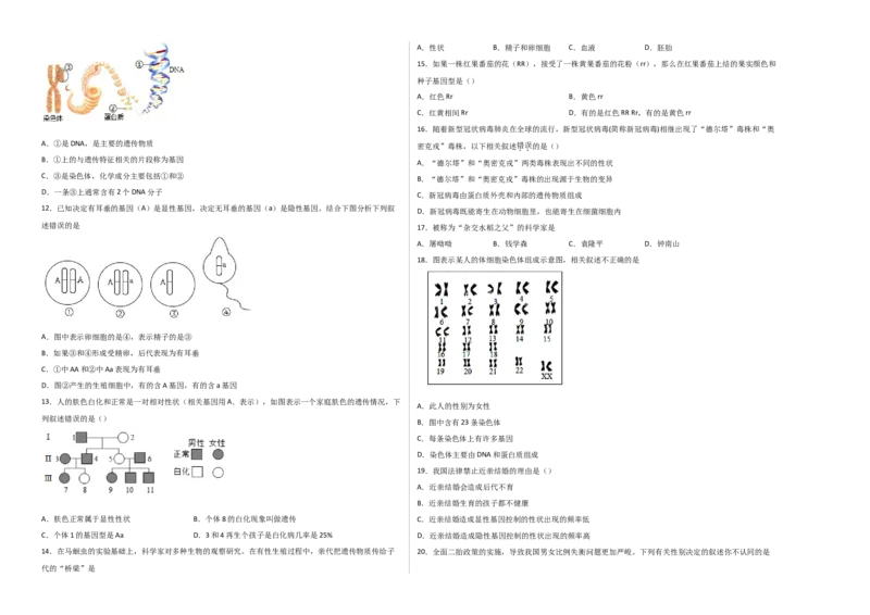 第二单元生物的遗传与变异（选拔卷）-单元测试（人教版）（考试版）_初中全科电子版试卷练习试题_生物_生物8下练习_人教生物8年级下单元试卷38份