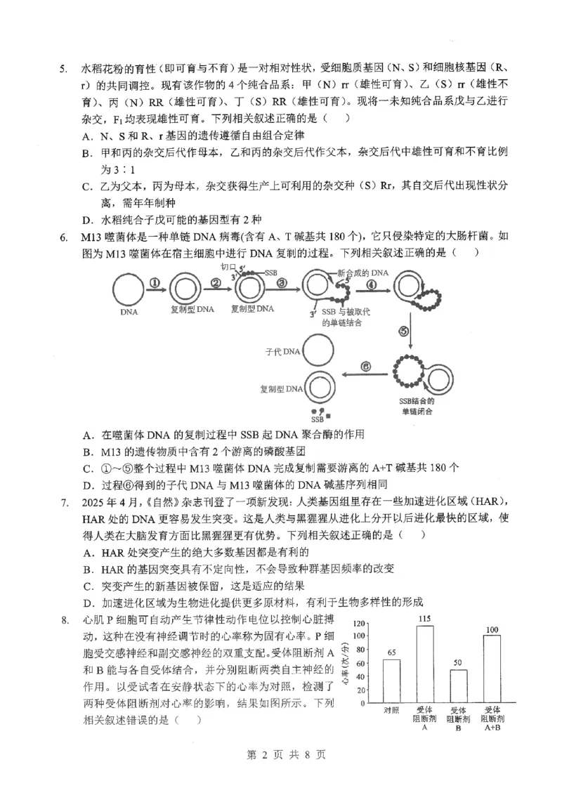 2026届湖北新八校4月检测-生物试卷_2024-2026高三（6-6月题库）_2026年04月高三试卷_260415湖北新八校2026届高三4月联考（二模）（全科）