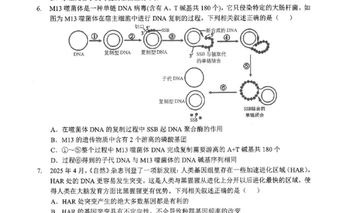 2026届湖北新八校4月检测-生物试卷_2024-2026高三（6-6月题库）_2026年04月高三试卷_260415湖北新八校2026届高三4月联考（二模）（全科）