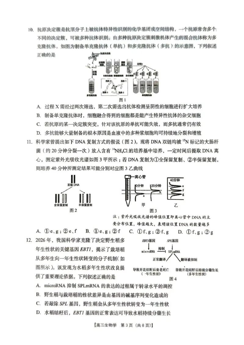 2026年4月高中毕业班教学质量调研生物_2024-2026高三（6-6月题库）_2026年04月高三试卷_260426广西省南宁市2026年4月高中毕业班教学质量调研（全科）
