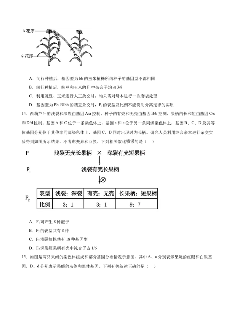 单元检测卷05基因的传递规律（原卷版）_2025年新高考资料_一轮复习_2025年高考生物一轮复习考点通关卷（新高考通用）