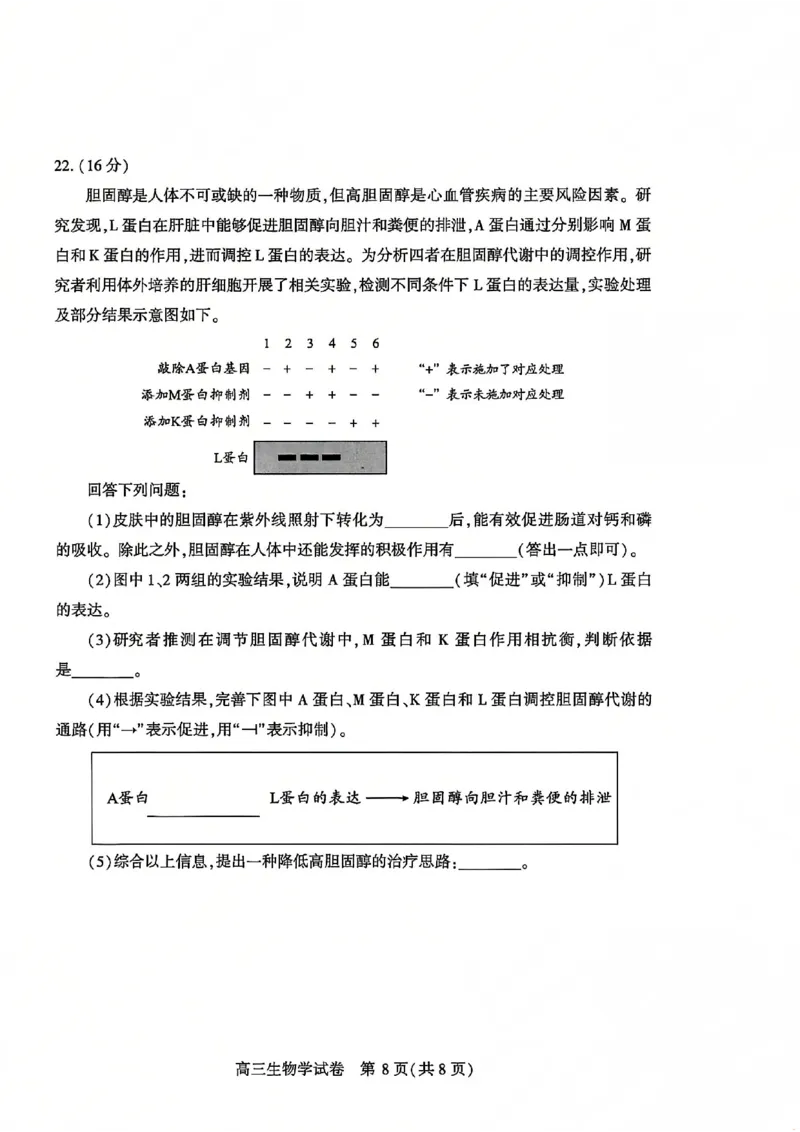 2026届武汉市高三（下）三月调研生物试卷_2024-2026高三（6-6月题库）_2026年03月高三试卷_2603142026届湖北省武汉普通高中高三3月调考（全科）_2026届湖北省武汉普通高中高三3月调考生物