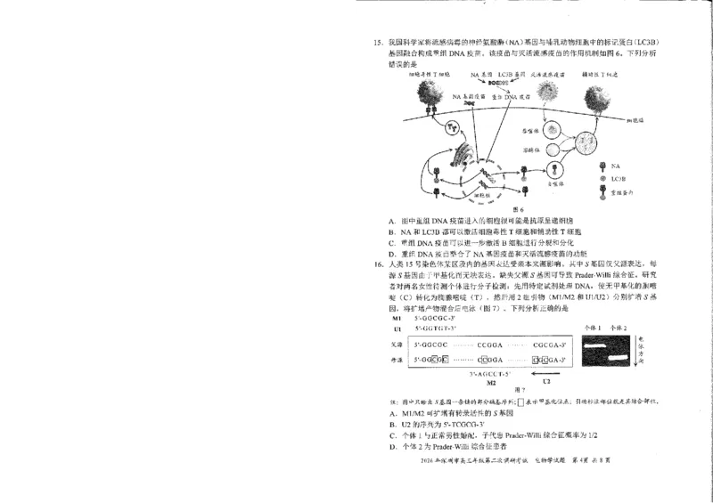 2026深圳二模生物试题_2024-2026高三（6-6月题库）_2026年04月高三试卷_260425广东省深圳市2026届高三下学期第二次调研考试（全科）（深圳二模）
