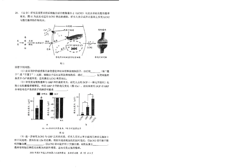2026深圳二模生物试题_2024-2026高三（6-6月题库）_2026年04月高三试卷_260425广东省深圳市2026届高三下学期第二次调研考试（全科）（深圳二模）