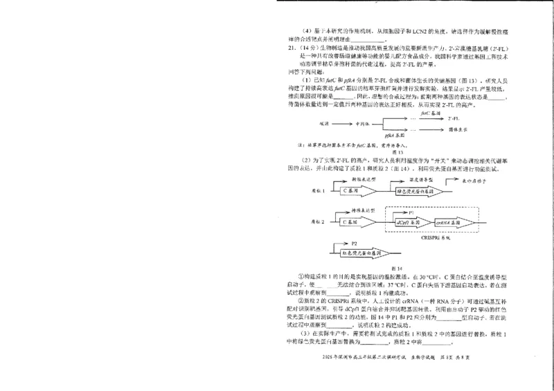 2026深圳二模生物试题_2024-2026高三（6-6月题库）_2026年04月高三试卷_260425广东省深圳市2026届高三下学期第二次调研考试（全科）（深圳二模）
